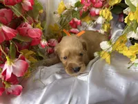 Orange Boy, a male Golden Cocker Retriever for sale in Ephraim, UT – 1 of 3