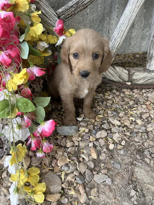 Cream Boy – Golden Cocker Retriever puppy for sale in Ephraim, UT