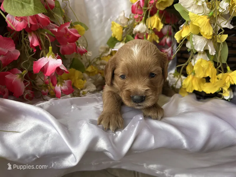 Lavender Girl – Golden Cocker Retriever puppy for sale in Ephraim, UT