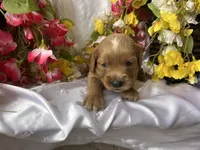 Lavender Girl, a female Golden Cocker Retriever for sale in Ephraim, UT – 1 of 5