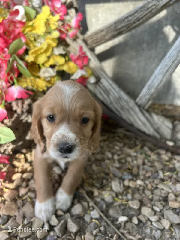 Dark Purple Girl – Golden Cocker Retriever puppy for sale in Ephraim, UT