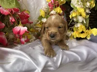 Lavender Girl, a female Golden Cocker Retriever for sale in Ephraim, UT – 3 of 5