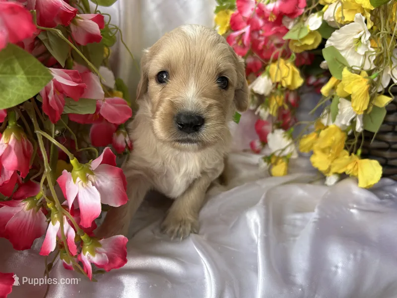 Green Boy – Golden Cocker Retriever puppy for sale in Ephraim, UT