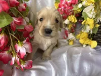 Green Boy, a male Golden Cocker Retriever for sale in Ephraim, UT – 1 of 4