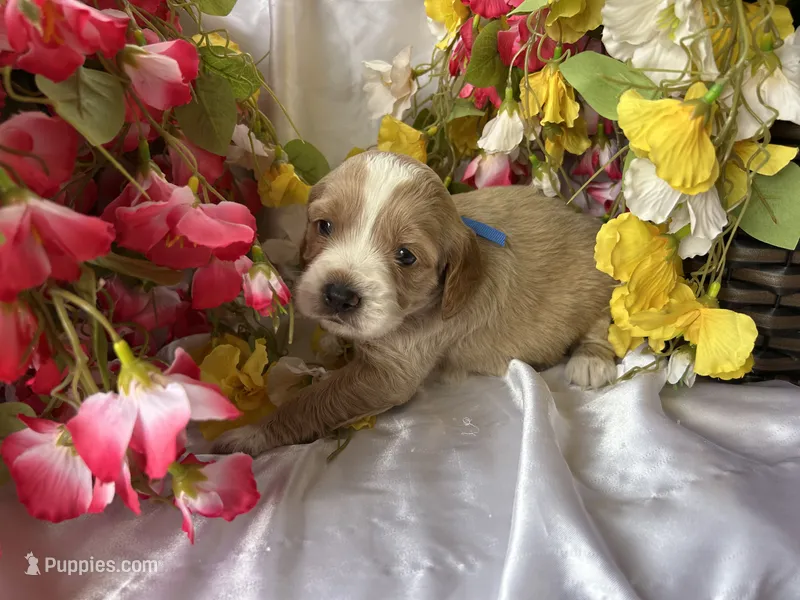 Blue Boy – Golden Cocker Retriever puppy for sale in Ephraim, UT