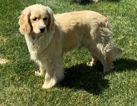 Green Boy, a male Golden Cocker Retriever for sale in Ephraim, UT – 3 of 4