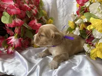Dark Purple Girl, a female Golden Cocker Retriever for sale in Ephraim, UT – 4 of 6