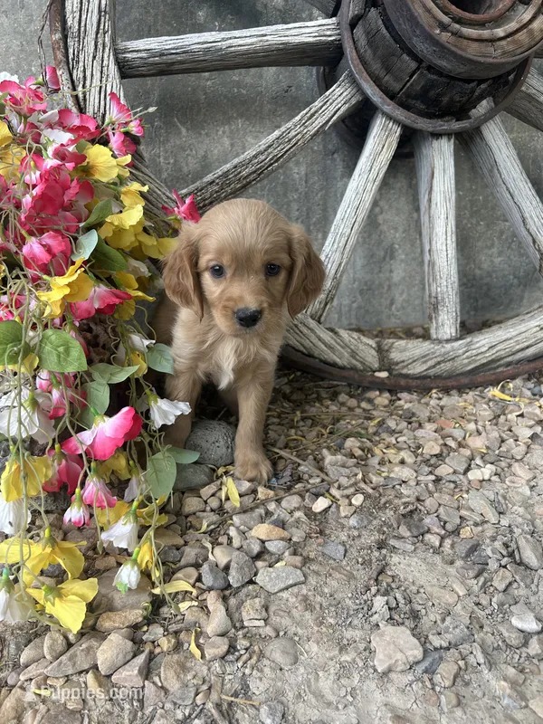 Orange Boy – Golden Cocker Retriever puppy for sale in Ephraim, UT