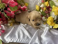 Brown Boy, a male Golden Cocker Retriever for sale in Ephraim, UT – 3 of 5
