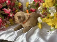 Orange Boy, a male Golden Cocker Retriever for sale in Ephraim, UT – 2 of 3