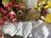 Dark Purple Girl, a female Golden Cocker Retriever for sale in Ephraim, UT – 3 of 6