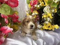 Dark Purple Girl, a female Golden Cocker Retriever for sale in Ephraim, UT – 2 of 6