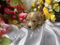 Orange Girl, a female Golden Cocker Retriever for sale in Ephraim, UT – 3 of 5