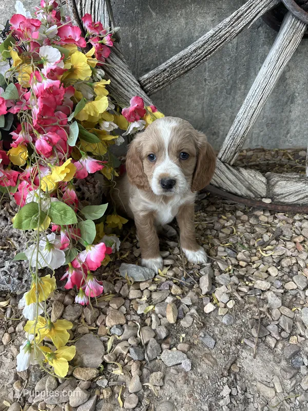 Blue Boy – Golden Cocker Retriever puppy for sale in Ephraim, UT