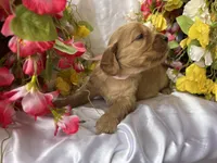 Pink Girl, a female Golden Cocker Retriever for sale in Ephraim, UT – 2 of 5
