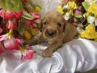 Pink Girl, a female Golden Cocker Retriever for sale in Ephraim, UT – 1 of 5