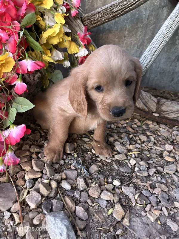 Brown Boy – Golden Cocker Retriever puppy for sale in Ephraim, UT