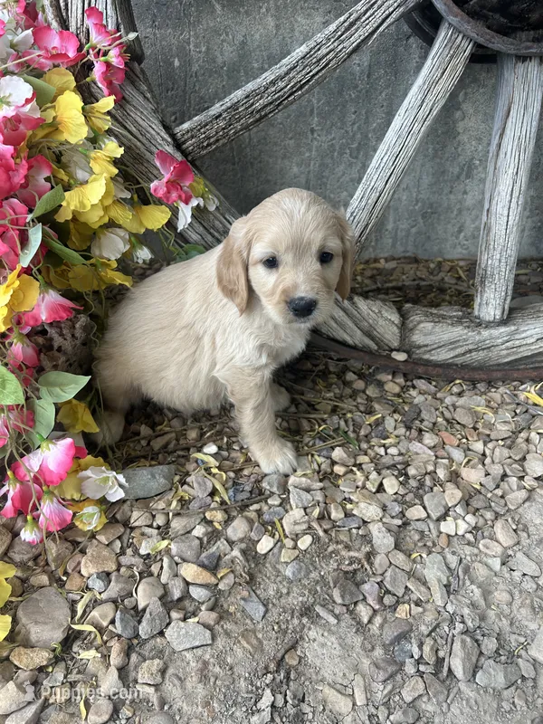 Green Boy – Golden Cocker Retriever puppy for sale in Ephraim, UT