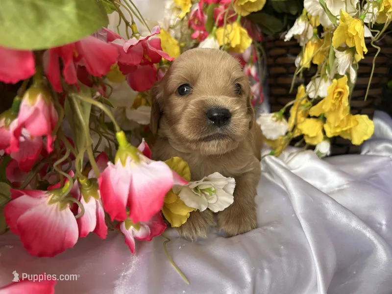 Cream Boy – Golden Cocker Retriever puppy for sale in Ephraim, UT