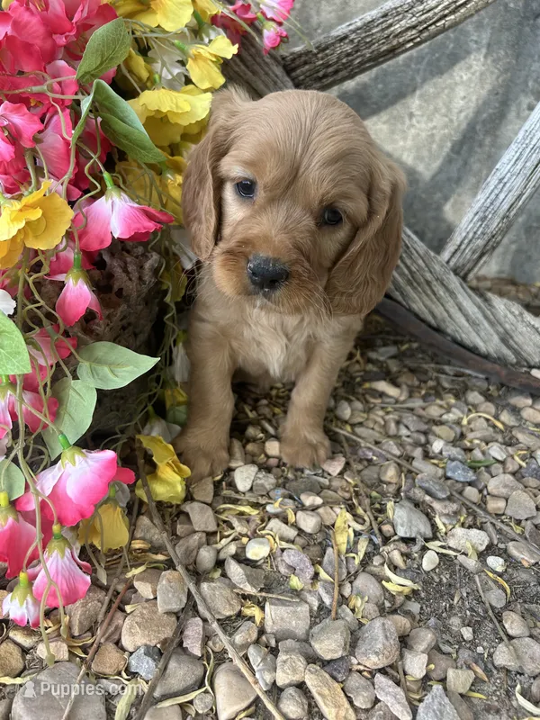 Pink Girl – Golden Cocker Retriever puppy for sale in Ephraim, UT