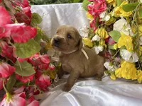 Cream Girl, a female Golden Cocker Retriever for sale in Ephraim, UT – 2 of 6