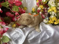 Orange Girl, a female Golden Cocker Retriever for sale in Ephraim, UT – 2 of 5