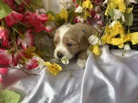 Blue Boy, a male Golden Cocker Retriever for sale in Ephraim, UT – 2 of 4