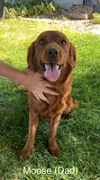 Orange Girl, a female Golden Cocker Retriever for sale in Ephraim, UT – 5 of 5