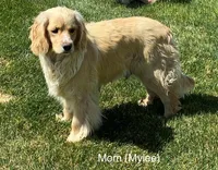 Pink Girl, a female Golden Cocker Retriever for sale in Ephraim, UT – 4 of 5