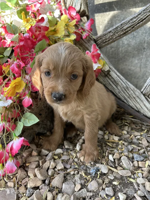Lavender Girl – Golden Cocker Retriever puppy for sale in Ephraim, UT