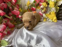 Orange Boy, a male Golden Cocker Retriever for sale in Ephraim, UT – 3 of 3