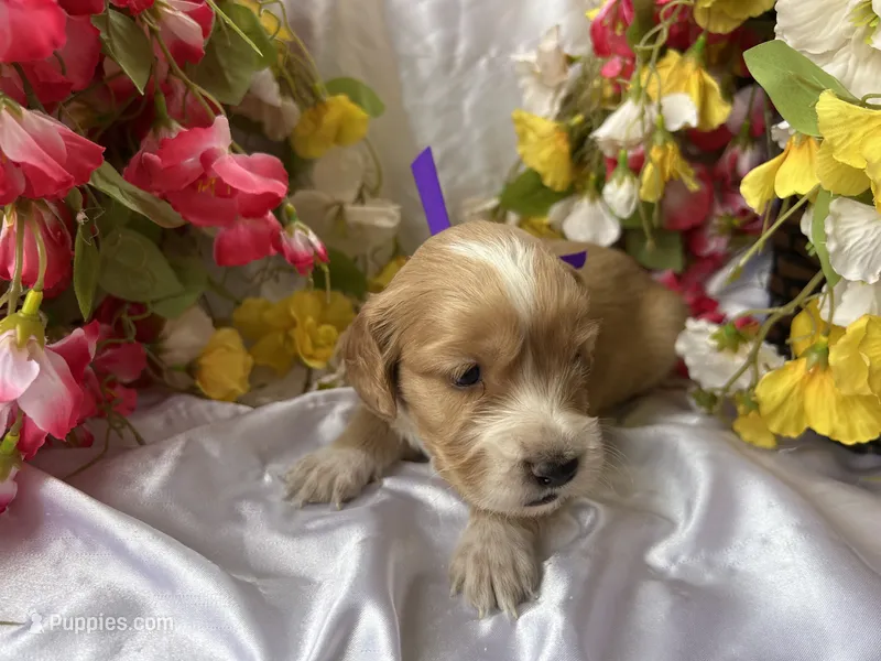 Dark Purple Girl – Golden Cocker Retriever puppy for sale in Ephraim, UT