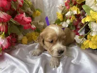 Dark Purple Girl, a female Golden Cocker Retriever for sale in Ephraim, UT – 1 of 6