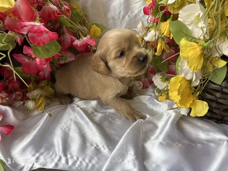 Brown Boy – Golden Cocker Retriever puppy for sale in Ephraim, UT
