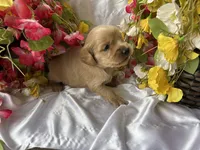 Brown Boy, a male Golden Cocker Retriever for sale in Ephraim, UT – 1 of 5