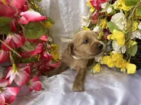 Cream Girl, a female Golden Cocker Retriever for sale in Ephraim, UT – 3 of 6