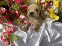 Brown Boy, a male Golden Cocker Retriever for sale in Ephraim, UT – 2 of 5