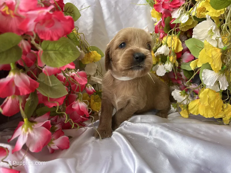 Cream Girl – Golden Cocker Retriever puppy for sale in Ephraim, UT