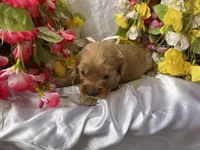 Pink Girl, a female Golden Cocker Retriever for sale in Ephraim, UT – 3 of 5
