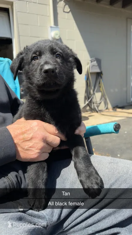 Tan – German Shepherd Dog puppy for sale in Richmond, IN