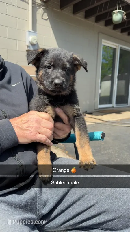 Orange – German Shepherd Dog puppy for sale in Richmond, IN