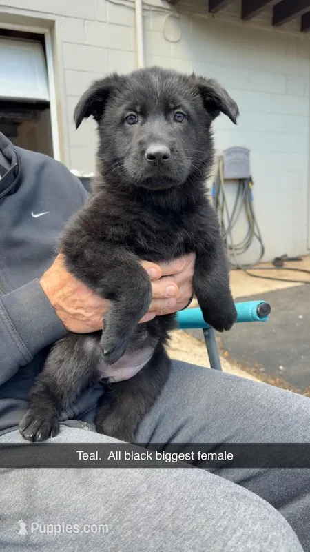 Teal – German Shepherd Dog puppy for sale in Richmond, IN