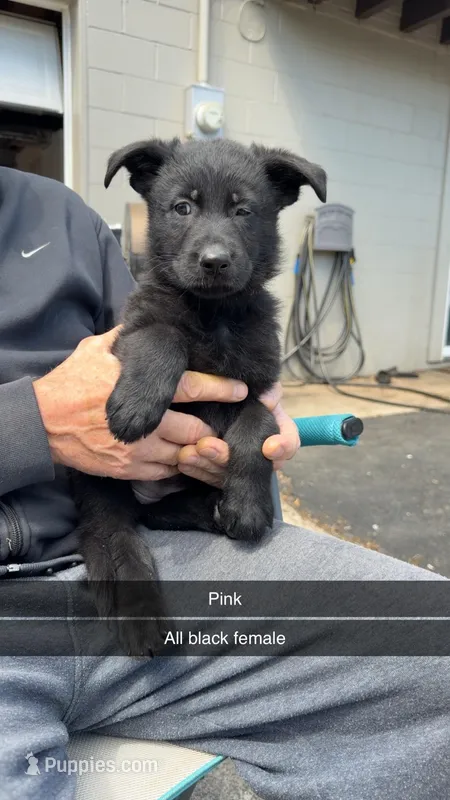 Pink – German Shepherd Dog puppy for sale in Richmond, IN