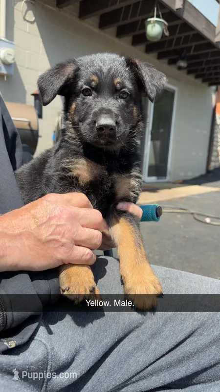 Yellow – German Shepherd Dog puppy for sale in Richmond, IN