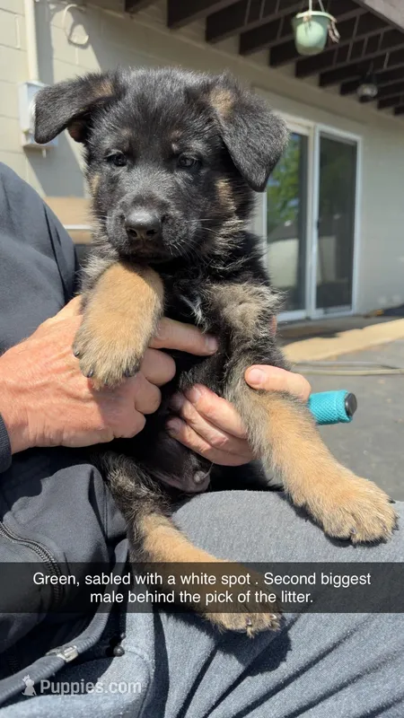 green – German Shepherd Dog puppy for sale in Richmond, IN