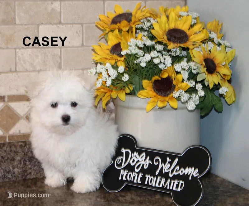 Casey – Maltese puppy for sale in Waterville, KS