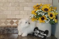 Casey, a male Maltese for sale in Waterville, KS – Photo 3 of 4