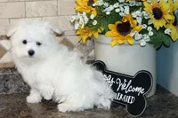 Casey, a male Maltese for sale in Waterville, KS – Photo 4 of 4