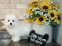 Casey, a male Maltese for sale in Waterville, KS – Photo 2 of 4