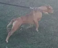 Biggie, a male American Pit Bull Terrier for sale in Charlotte, NC – Photo 2 of 10